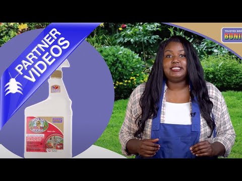  Bonide Captain Jacks Dead Bug Brew Ready To Use Video 