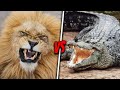 AFRICAN LION VS NILE CROCODILE Who Would Win