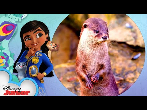 小爪子水獺｜迪士尼動物。和米拉一起看近一點!| 迪士尼動物園 (Small Clawed Otter | Disney Animals: Look Closer with Mira! | @Disney Junior)
