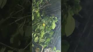Shakatak Night Birds ,Burung lepas hinggap di halaman #shorts #night #birds #shakatak #burung