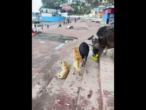 Rishikesh 📍|| Happy dog