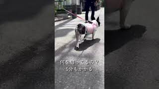 フレブルのくん活が長いけど・・・可愛いからよし