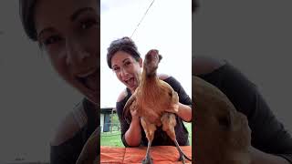 Hilarious Talking Birds