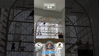 Pardo Caboclo!