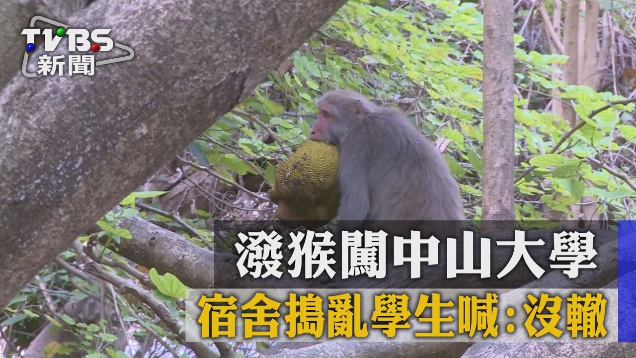 潑猴闖中山大學宿舍搗亂 學生喊:沒轍