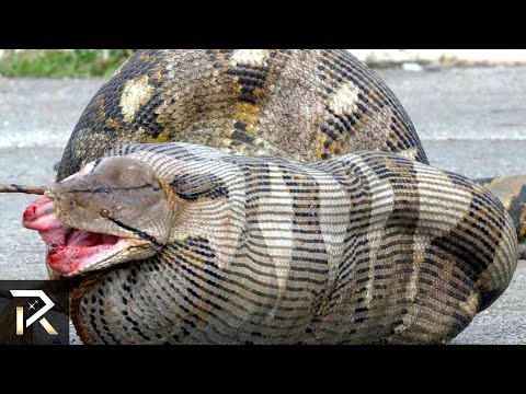 download lagu mp3 mp4 10 Most Dangerous Animals In Australia, download lagu 10 Most Dangerous Animals In Australia gratis, unduh video klip 10 Most Dangerous Animals In Australia