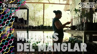 MUJERES DEL MANGLAR (tráiler oficial)