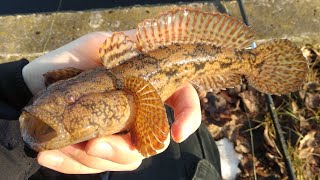 Как ловить крупного в бычка азовском море