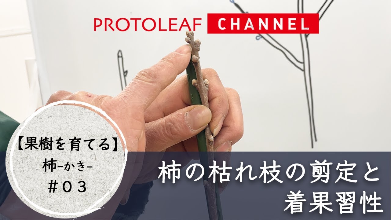 【果樹を育てる#03】柿の枯れ枝の剪定と着果習性