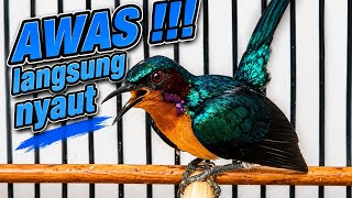 Download lagu Gak mungkin gak nyaut kowul manapun kalau dengar kicauan kolibri wulung ini !! #kowul #kolibriwulung mp3