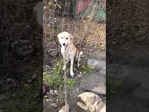 Пілоти К-2 звільняють собаку