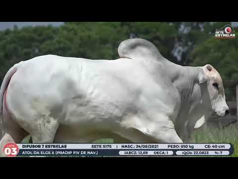 20 DOSES CONVENCIONAL NELORE - DIFUSOR 7 ESTRELAS