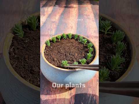 How to grow Moss Rose flower plant by cuttings #shorts #flowers #garden