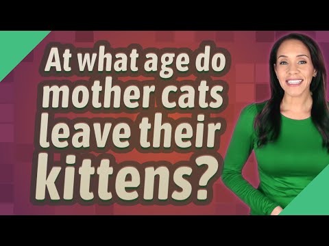 At what age do mother cats leave their kittens?