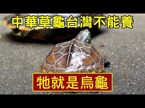 烏龜草