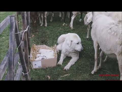 PASTORE DEI PIRENEI CON CUCCIOLI ALLA 36^MOSTRA OVINA  SAMBUCANA A VINADIO (CN) DOM. 30 - 10 - 2022.