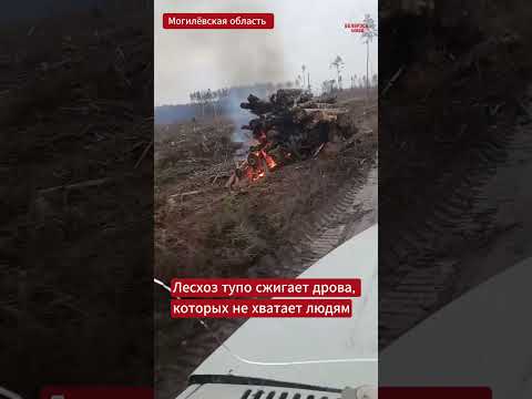 В Могилёвской области лесхоз сжигает огромные кучи дров