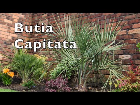 download lagu mp3 mp4 Butia Capitata, download lagu Butia Capitata gratis, unduh video klip Butia Capitata