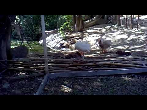 Птицы в зоопарке, г. Баку