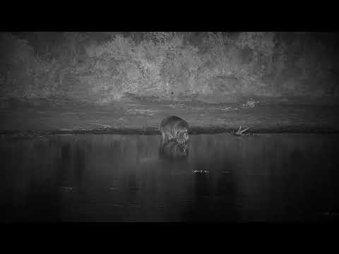 Djuma: Hippo arrives at the dam - 00:30 - 08/22/21