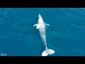 Aquarium 4K VIDEO (ULTRA HD) 🐠 Mesmerizing Underwater World - Calming Aquarium Music