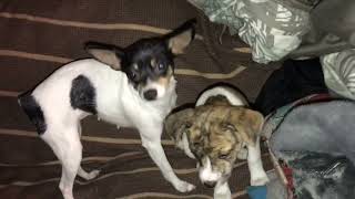 Toy Fox Terrier Puppies Videos