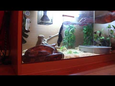 Boa Feeding 1