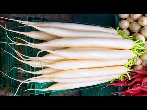 download lagu mp3 mp4 Daikon Radish Walmart, download lagu Daikon Radish Walmart gratis, unduh video klip Daikon Radish Walmart
