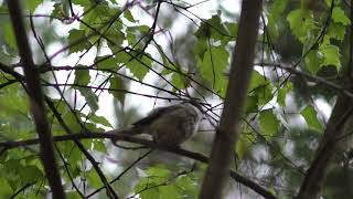 De Vogel Video's komen er weer aan op mijn kanaal