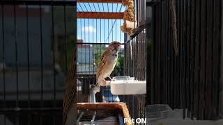 Download lagu Blackthroat botswana jantan gacor suara jernih S2:E7 - Pet ON mp3