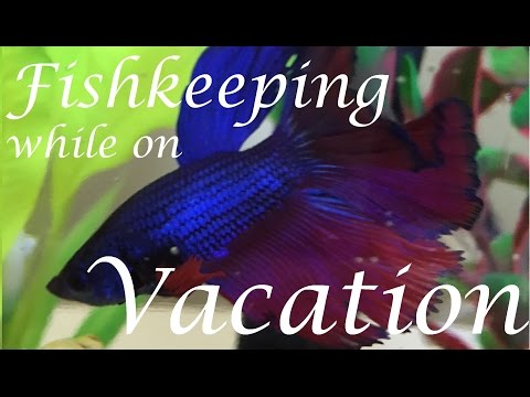 Fishkeeping Tips While Away on Vacation (Tropical)
