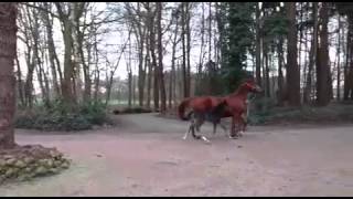 Vidéo de Daytona 500