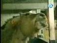 Planets Funniest Animal