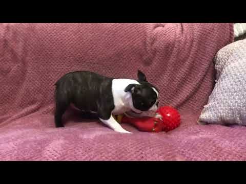 Perros Terrier de Boston en venta