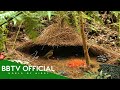 20 Bowerbirds Build BETTER Love Nests Than You Wildlife Documentary BBTV Official