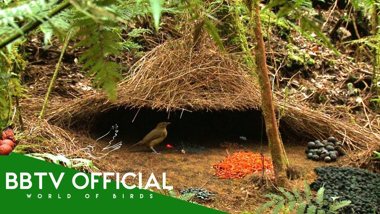 20 Bowerbirds Build BETTER Love Nests Than You! | Wildlife Documentary | BBTV Official