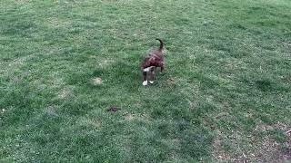 Video preview image #1 Mastador Puppy For Sale in Fenton, MO, USA