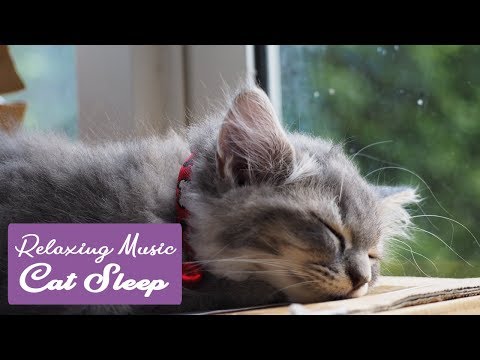 Relaxing Music for Cat | Calming piano help your cats sleep