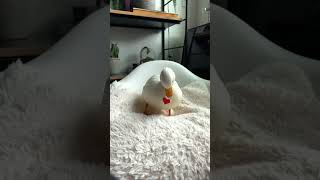 Happy Valentine's Day #shorts #petduck