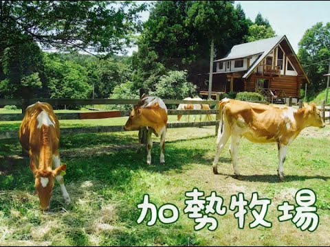, title : '【おいしい新潟の畜産チャンネル】（有）ケーエスファーム　加勢牧場　～ガンジー牛とアイスクリームのご紹介～'