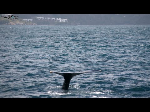 Ep 60: Buckelwale & mehr - unsere finalen Highlights in der Dominikanischen Republik (Sailing Anixi)