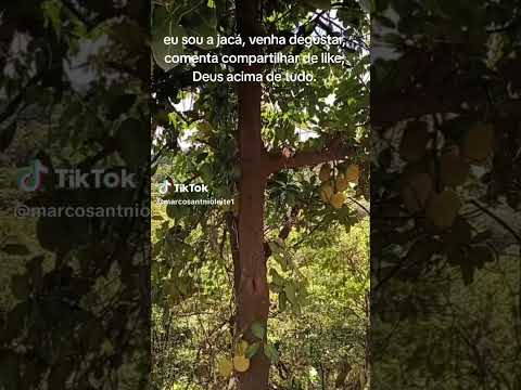 #anapolisgoias #skateboarding #auladeviolao #skateboarding #skate #caminhoparaumavidamelhor