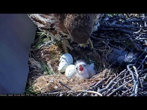 Big Red Moves Snake Prey, Reveals Great Look At Chick And Hatching Egg – April 25, 2020