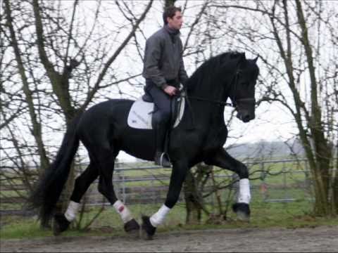 Stal Okkema's Wieger v.Aan (Sold)