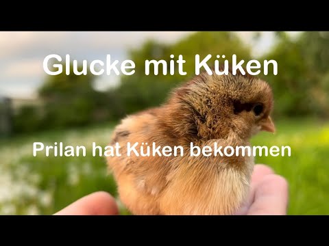 Glucke mit Küken 🐥 🐔 | Kükenaufzucht durch Glucke | Naturbrut ohne Brut? | Hühnerhaltung | Hühner