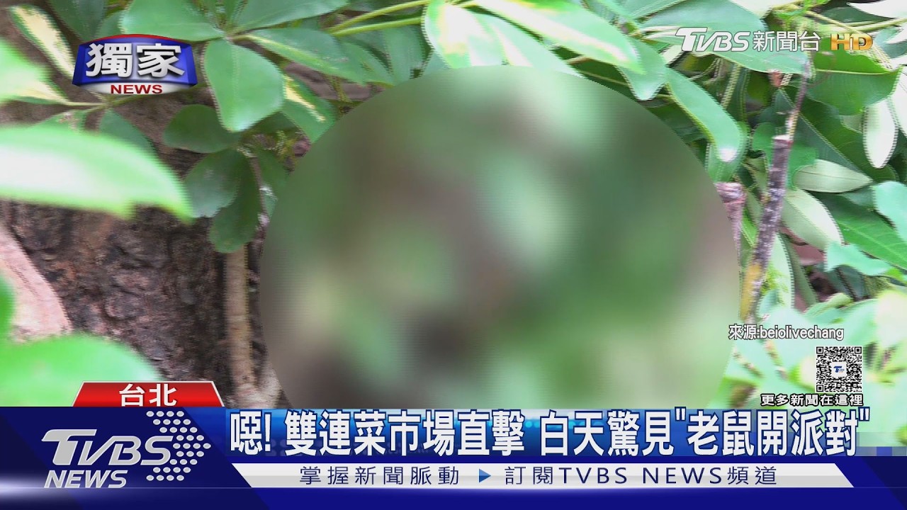 影音/噁!雙連菜市場大白天驚見「老鼠開派對」 環保局稱:數量沒變多