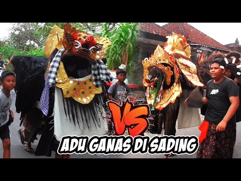 MALU MALU TAPI MEPETUK, Barong Lokal Sading ditantang Barong Interlokal