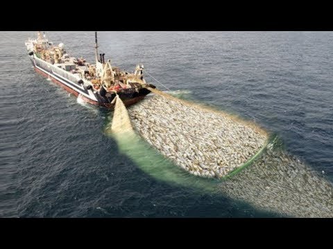 Fast Catch Fishing in The Deep Sea With Big Boat