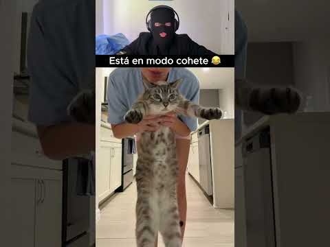 Este gato salta cada vez que le dan un beso 😂