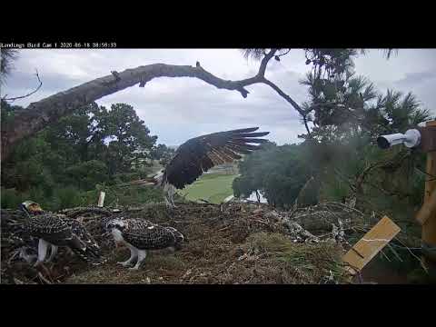Life lessons: Newly fledged Ospreys learn to subdue a live fish (6/18/20)